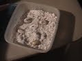 incubation of leopard gecko eggs