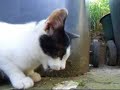 Katze isst Maus
