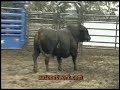 2008 Ford F-Series Super Duty Pickup Trucks, Bull Ride.
