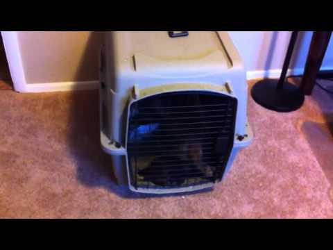 how to know puppy age