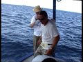 9.5 foot Sail fish in the Maldives 9.5 foot Sail fish in the Maldives