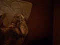 Cute Kittens Part 2