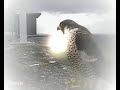 Peregrine Falcons Compilation The Mortel 2007 Peregrine Falcons Compilation The Mortel 2007