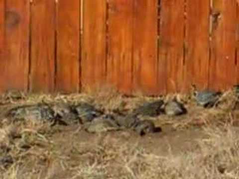 Quail dust bath party
