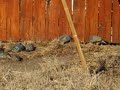 Quail dust bath party
