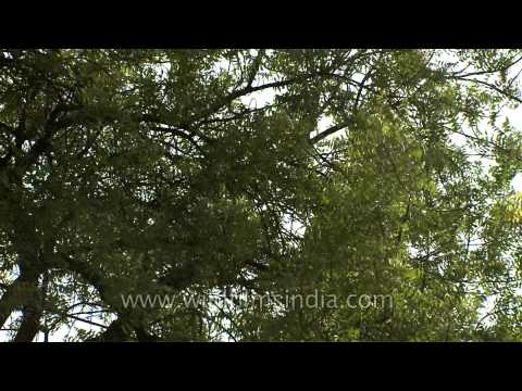 how to plant neem tree