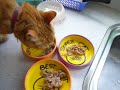 Cat food Cat food