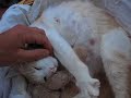 i Cuccioli di Luna