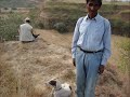 hunting pakistan, deer hunting, teeter hunting, geese, duck hunting, pigion shooting 1