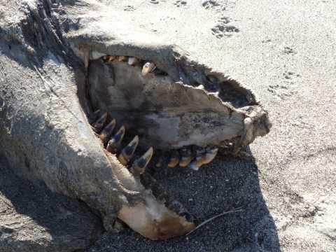 weird marine animals - This is a slideshow of a series of photos taken at Pukehina Beach Bay of Plenty in Apr 13. The huge marine creature washed up after a storm. It had been atta...
