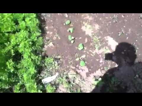 how to transplant watermelon seedlings