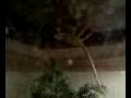 videos de Collard lizard upsidedown
