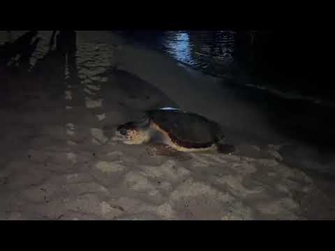 Tartaruga marina tenta di nidificare a Marina di Campo, Elba