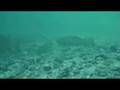 Flusstauchen Soca mit EASYDIVE