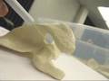 Parts of the Scapula