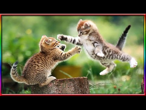 Puppies, Kittens & Mexico! (Vlog #3)