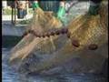 Aquaculture in Tuscany_Part 2
