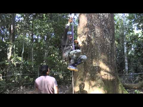 how to harvest brazil nuts