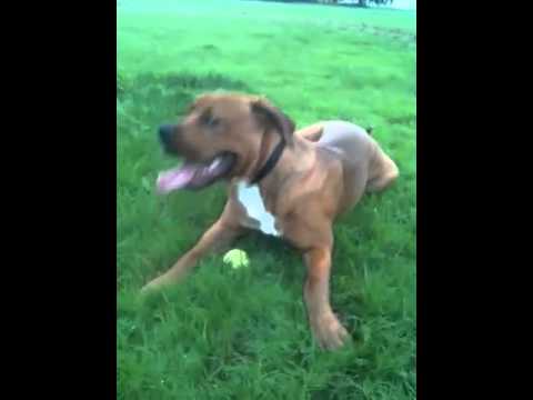 boxweiler
