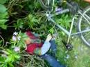 Hedge Of Death