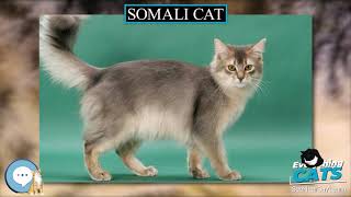 Somali cat 🐱🦁🐯 EVERYTHING CATS 🐯🦁🐱