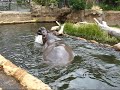 Hippo plays wildly_2