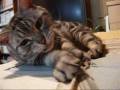 今回は譲れない~猫(=^・^=) nonnegotiable this time~