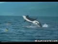 Nagyon Nagy Bakik