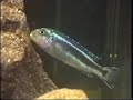 melanochromis maingano pesce del lago malawi melanochromis maingano pesce del lago malawi