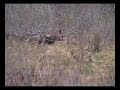 Kodiak Bear Headshot Kodiak Bear Headshot