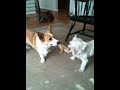 Penny vs. Maggie in Tug-o-War