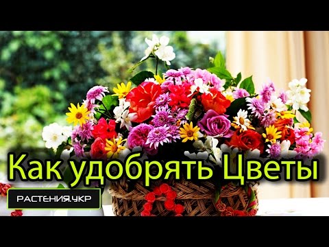 how to fertilize cyclamen