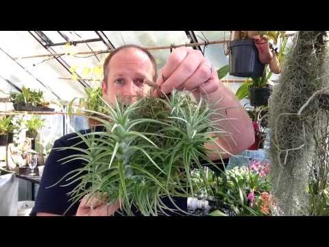 how to care tillandsia