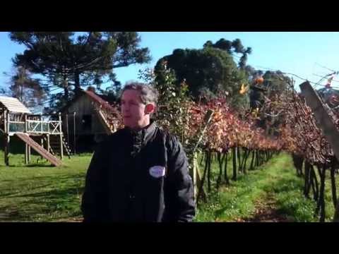 Conhecendo a vinícola Tonet (vídeo)