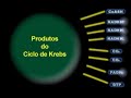 Ciclo de Krebs (Detalhado)