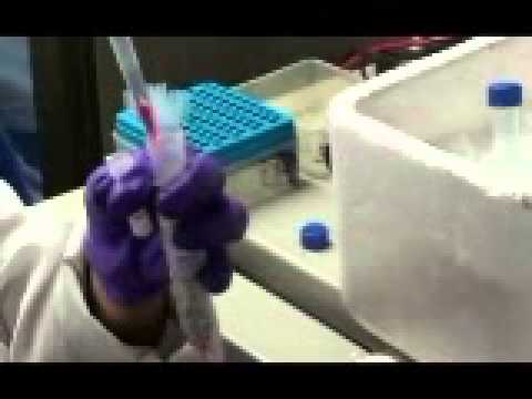 how to isolate protein from tissue