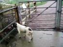 73mendip, Ruby Upton, Jumbing 1