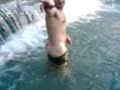 Wieloryb Willy