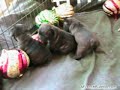 121709-Brindle.flv