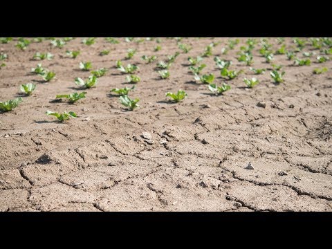 Dürre in Deutschland: Klimaforscher erwarten zukünf ...