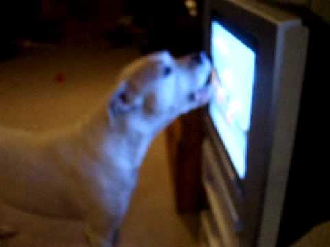 dogo argentino