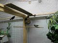 Lavenders Waxbills and Forbes Parrot finches.AVI