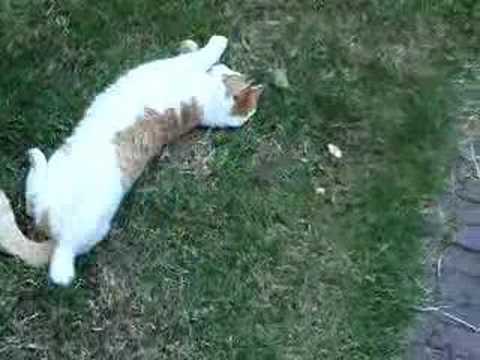Poes is een roofdier! Poes is een roofdier!