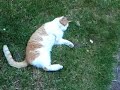 Poes is een roofdier! 1 Poes is een roofdier! 1