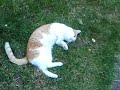 Poes is een roofdier! 2 Poes is een roofdier! 2