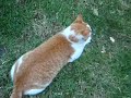 Poes is een roofdier! 3 Poes is een roofdier! 3