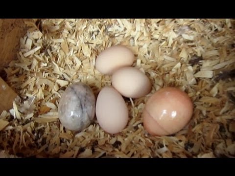 how to get more eggs from your laying hens