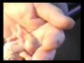 BUDGIE BABY - DAY 10 - 13 - OLDIE1001