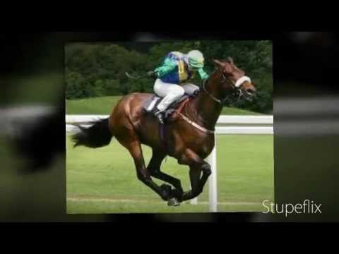 horses grand national