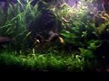 My 125 gallon Natural Planted Tank My 125 gallon Natural Planted Tank